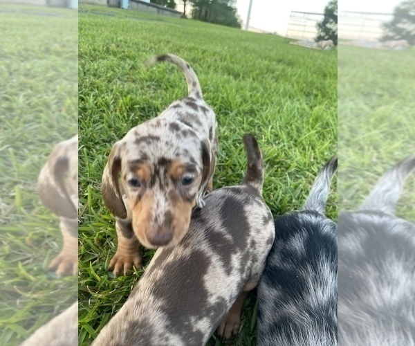 Medium Photo #5 Dachshund Puppy For Sale in DENHAM SPRINGS, LA, USA