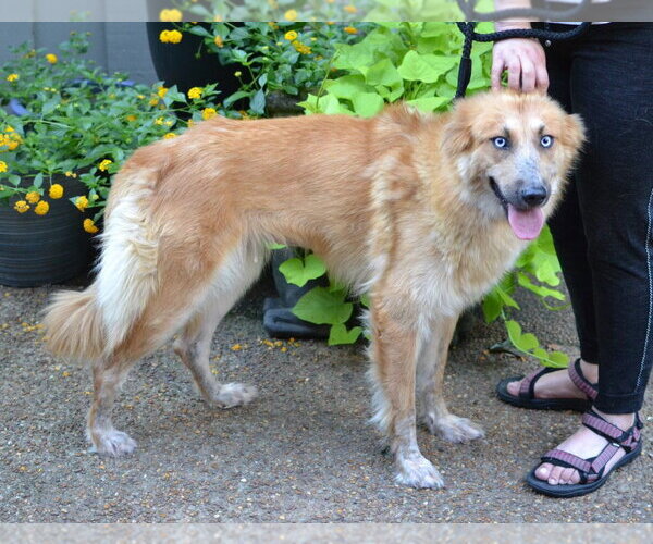 Medium Photo #2 Golden Shepherd Puppy For Sale in Enfield, CT, USA