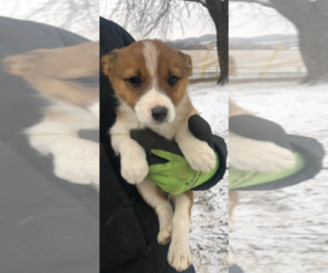 Texas Heeler Puppy for sale in OSHKOSH, WI, USA