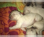 Small Photo #3 Goldendoodle Puppy For Sale in MERCED, CA, USA
