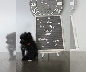Pomeranian Litter for sale in HARKER HEIGHTS, TX, USA