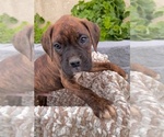 Small Photo #6 Boxer Puppy For Sale in BANNING, CA, USA
