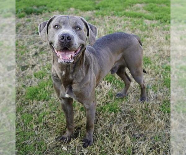 Medium Photo #3 Mutt Puppy For Sale in Modesto, CA, USA