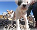 Small Photo #4 Olde English Bulldogge Puppy For Sale in CO SPGS, CO, USA