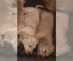 Small Photo #3 Dachshund Puppy For Sale in CHARLOTTESVILLE, VA, USA