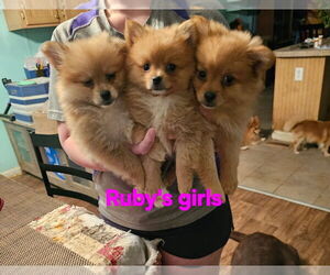 Chiranian Dogs for adoption in CHILLICOTHE, OH, USA