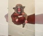 Small Photo #8 American Pit Bull Terrier Puppy For Sale in NEWARK, NJ, USA