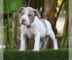 Puppy 4 American Bully