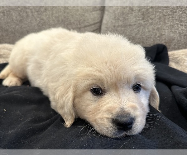 Medium Photo #4 English Cream Golden Retriever Puppy For Sale in MONROE, OR, USA