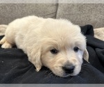 Small #3 English Cream Golden Retriever