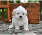 Image preview for Ad Listing. Nickname: Oliver