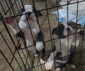 Boston Terrier Puppy for sale in RED ROCK, AZ, USA