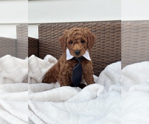 Goldendoodle (Miniature) Puppy for sale in ORLANDO, FL, USA