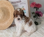 Small #4 Poodle (Miniature)