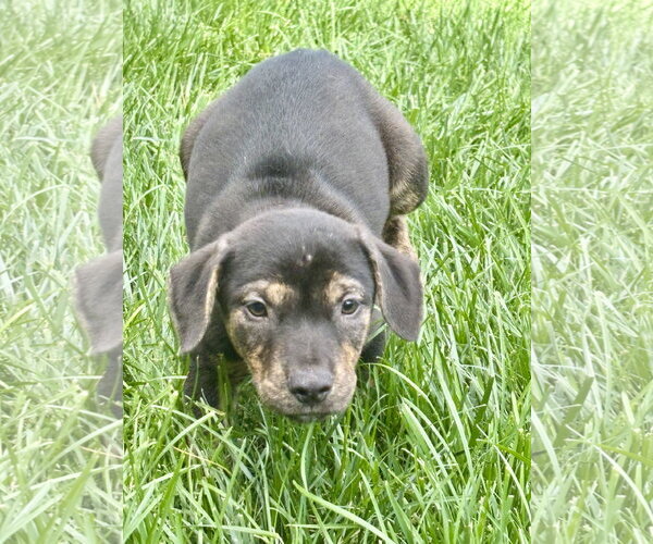 Medium Photo #1 Mutt Puppy For Sale in Hillsboro, MO, USA
