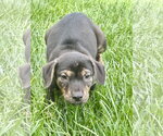Small Mutt