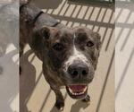 Small #15 American Pit Bull Terrier-Plott Hound Mix