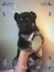Small Photo #4 German Shepherd Dog Puppy For Sale in PIERCE CITY, MO, USA