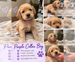 Puppy 2 Double Doodle