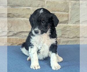 Bernedoodle Puppy for sale in FREDONIA, PA, USA