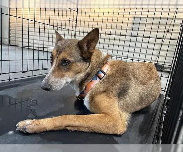Medium Photo #1 German Shepherd Dog-Unknown Mix Puppy For Sale in Las Vegas, NV, USA