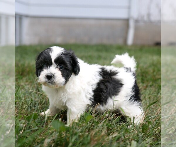 Medium Photo #2 Zuchon Puppy For Sale in ARTHUR, IL, USA