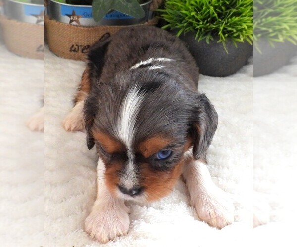 Medium Photo #4 Cavalier King Charles Spaniel Puppy For Sale in CARLISLE, KY, USA