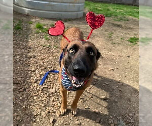 Medium Photo #3 Mutt Puppy For Sale in Jackson, MS, USA