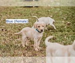 Small Photo #4 Labrador Retriever Puppy For Sale in MOBILE, AL, USA