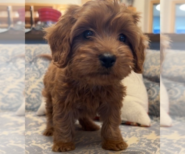 Medium Photo #6 Cavapoo Puppy For Sale in LAWRENCE, MI, USA