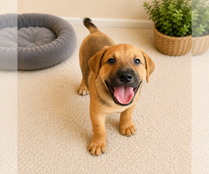 American Bandogge mastiff Dogs for adoption in Phoenix, AZ, USA