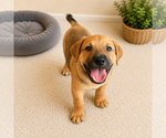 Small American Bandogge mastiff