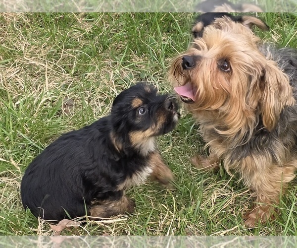 Medium Photo #4 Yorkshire Terrier Puppy For Sale in HUDDLESTON, VA, USA