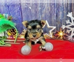 Small #4 Yorkshire Terrier