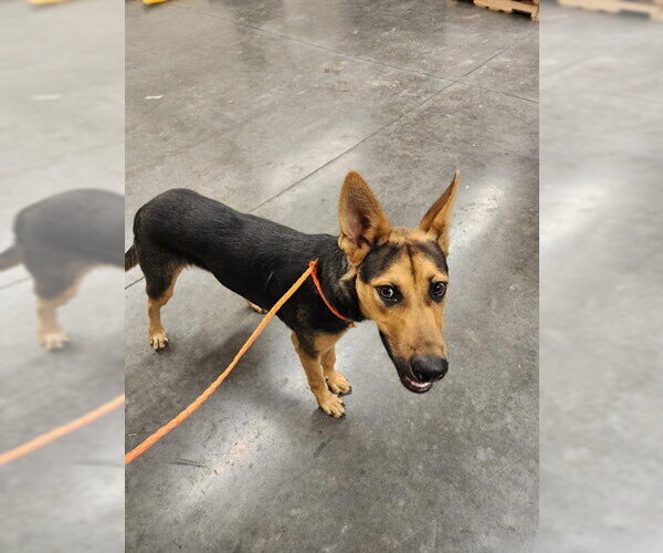 Medium Photo #1 German Shepherd Dog-Unknown Mix Puppy For Sale in Orange, CA, USA