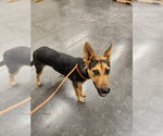 RIKU - Male German Shepherd Dog-Unknown Mix Dog for Adoption - Small photo