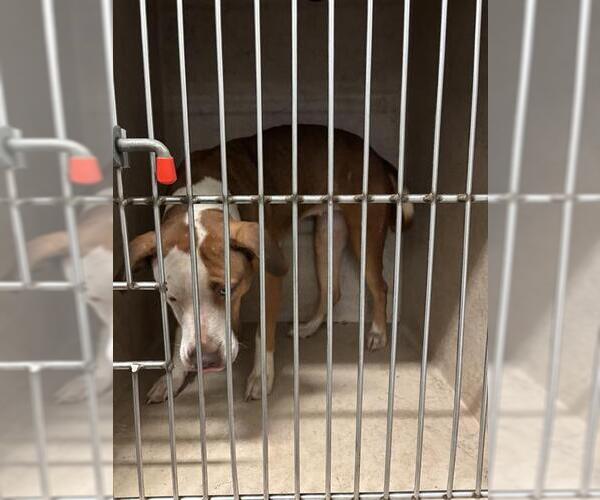 Medium Photo #1 Mutt Puppy For Sale in Oklahoma City, OK, USA