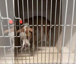 Mutt Dogs for adoption in Oklahoma City, OK, USA