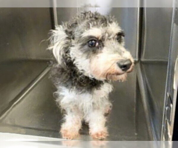 Medium Photo #1 Poodle (Miniature)-Unknown Mix Puppy For Sale in Houston, TX, USA