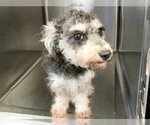 Small Poodle (Miniature) Mix