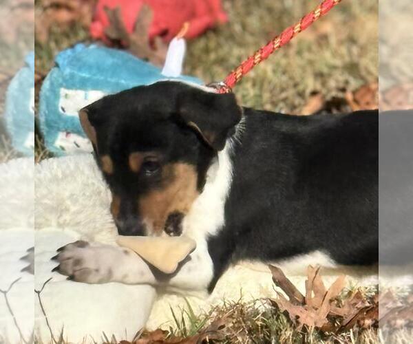 Medium Photo #2 Australian Shepherd-Unknown Mix Puppy For Sale in Yardley, PA, USA