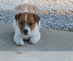 Puppy Dutch Jack Russell Terrier