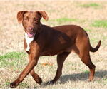 Small Labrador Retriever Mix