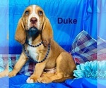 Puppy Duke Bloodhound