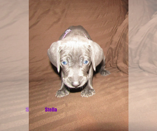 Medium Photo #5 Weimaraner Puppy For Sale in LAS ANIMAS, CO, USA