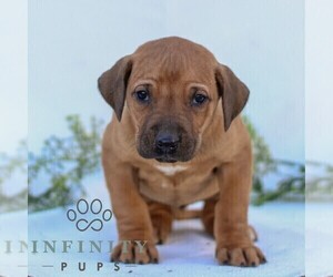 Rhodesian Ridgeback Puppy for sale in GORDONVILLE, PA, USA