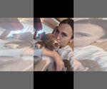 Small #6 American Pit Bull Terrier
