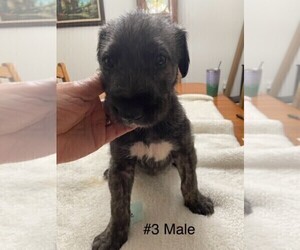Medium Irish Wolfhound
