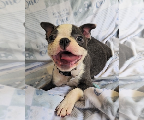 Medium Photo #9 Boston Terrier Puppy For Sale in MINERAL WELLS, WV, USA