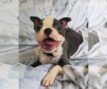 Small #8 Boston Terrier